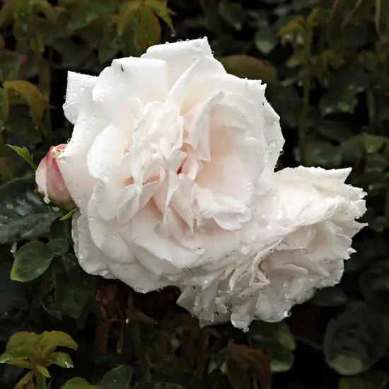 Trandafiri Perpetual hibrid - Trandafiri - Frau Karl Druschki - 